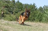 BERGER ALLEMAND 123